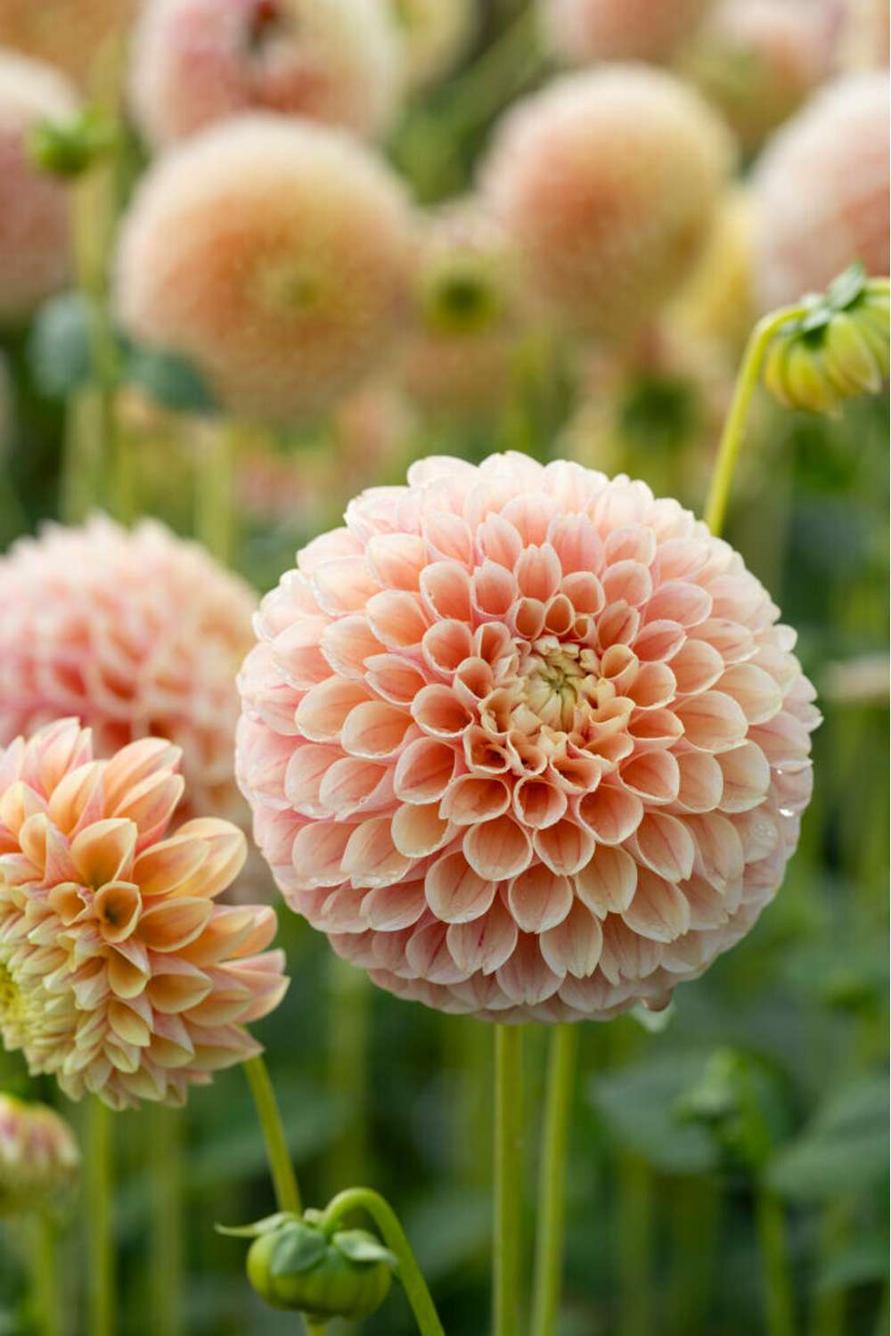 Dahlia 'Sweet Suzanne'